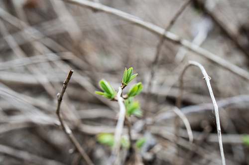 omaha closeup photo of green plant aksarben/elmwood park